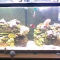 fish_tank_025