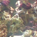 fish_tank_027