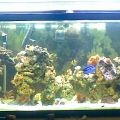 fish_tank_033