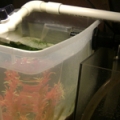 Refugium for our 75 gal