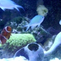 75 gal maroon clown and chromis