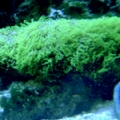 75 gal 'grass'