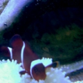 75 gal maroon clown and sebae anemonie