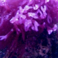 75 gal random thing growing