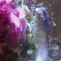 75 gal Lawn mower blennie