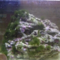 8 gal mantis shrimp tank