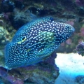 My favorite fish..  My betta