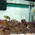 1bigdog's 100 gal