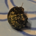 ID ME!