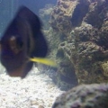 Updated HIH disease pic