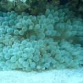 BTA1