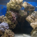 Beginner's Nano Tank
