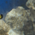 MY NANO TANK