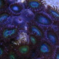 Blue_Lagoon_Zoa