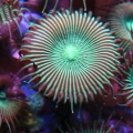 Metallic_green_button_polyp