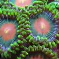 Miami_Hurricane_Zoa