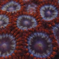 Rainbow_Creamsickle_Zoa