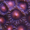 Safe_Cracker_Zoa