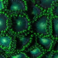 Toxic_Clovers