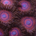 galactus_zoa