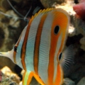 Copperband Butterfly
