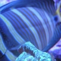 Sailfin veliferum