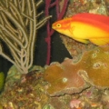 Hawaiian Flame Wrasse