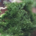 Grass or green algae?