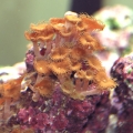 Polyps