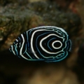 pomacanthus_imperator