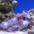 my mushrooms