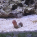 small polyp that hitched a ride on my rock