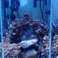 The tank