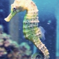 Goldie, one o my inhabitants :)  I also have a black one, she just doesn't