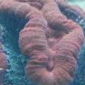 Red Lobe Brain