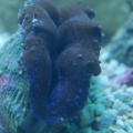 Derasa clam