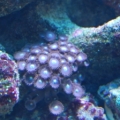 Purple Zoas