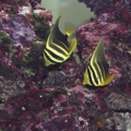 Sailfin Tangs with Six Line Wrasse