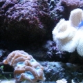 Picture_194