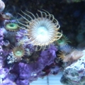 Picture_196