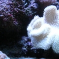 Picture_203
