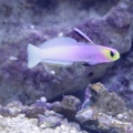 Helfrich's Firefish