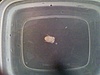 gall crab one