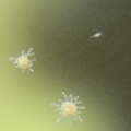 hydriod and copepod