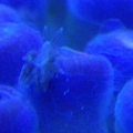 zoa eating nudibranch
