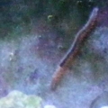 Bristleworm