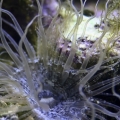 aiptasia anemone