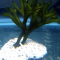codium algae
