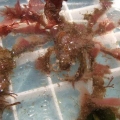 decorator crab