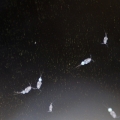copepods